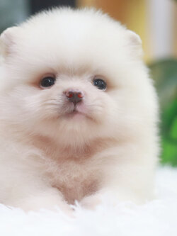 ปอมเมอเรเนียน เพศผู้ขาวครีมหน้าตุ๊กตา