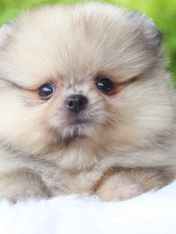 ปอมเมอเรเนียน เพศเมียสีส้ม