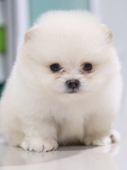 ปอมเมอเรเนียน เพศผู้