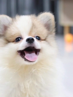 ปอมเมอเรเนียน