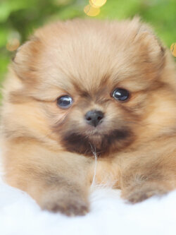 ปอมเมอเรเนียน เพศเมียสีส้ม