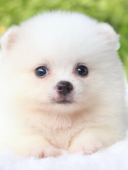 ปอมเมอเรเนียน เพศผู้สีขาวครีม