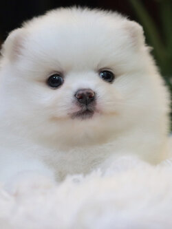 ปอมเมอเรเนียน เพศเมียสีขาว