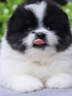 ปอมเมอเรเนียน เพศผู้