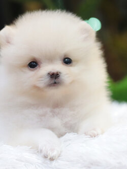 ปอมเมอเรเนียน เพศเมียสีขาวครีม