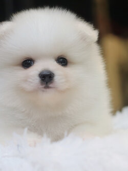 ปอมเมอเรเนียน เพศเมียขาว