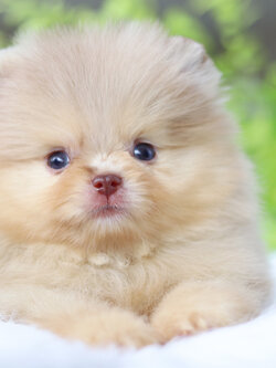 ปอมเมอเรเนียน เพศผู้สีแฟนซี ช็อค เกรดโชว์