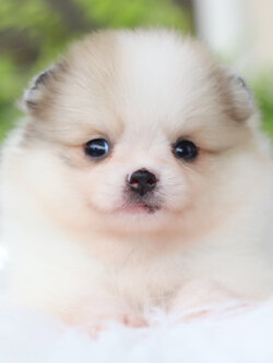 ปอมเมอเรเนียน เพศเมียสีแฟนซี