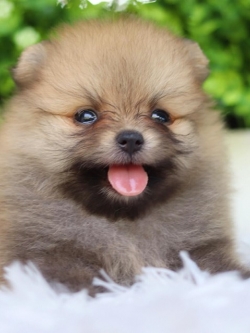 ปอมเมอเรเนียน เพศเมีย