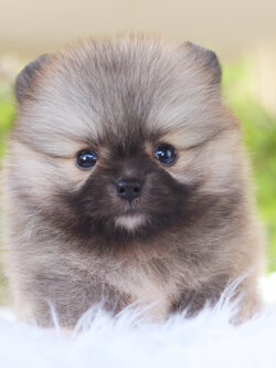 ปอมเมอเรเนียน เพศผู้สีส้ม