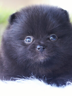 ปอมเมอเรเนียน เพศเมียสีดำ