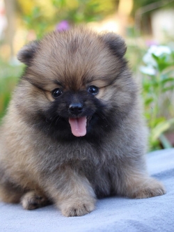 ปอมเมอเรเนียน เพศผู้