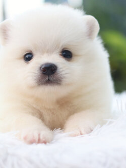 ปอมเมอเรเนียน เพศผู้ สีขาวครีม