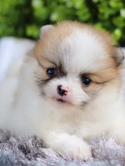 ปอมเมอเรเนียน เพศผู้ปาตี้