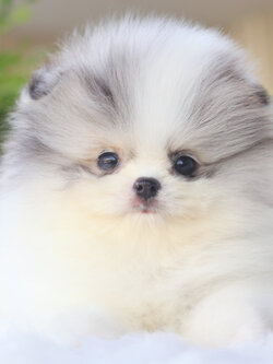 ปอมเมอเรเนียน เพศผู้สีแฟนซีเมอร์เร่