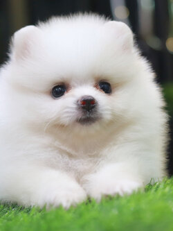 ปอมเมอเรเนียน เพศเมียสีขาวครีม