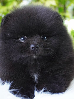 ปอมเมอเรเนียน เพศผู้สีดำ