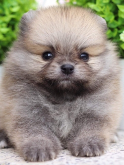 ปอมเมอเรเนียน เพศเมีย