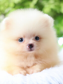 ปอมเมอเรเนียน เพศเมียสีขาวครีม