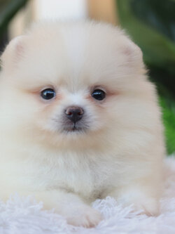 ปอมเมอเรเนียน เพศเมียขาวครีม