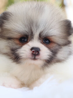 ปอมเมอเรเนียน เพศผู้สีแฟนซี