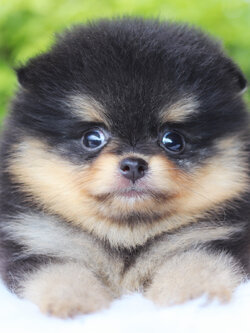 ปอมเมอเรเนียน เพศเมียสีแบล็คแทน