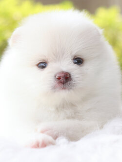 ปอมเมอเรเนียน เพศผู้สีขาวครีม