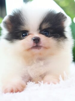 ปอมเมอเรเนียน เพศเมียแฟนซี