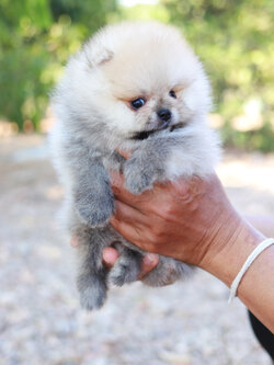 ปอมเมอเรเนียน เพศผู้