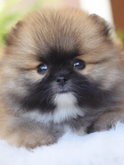 ปอมเมอเรเนียน เพศผู้สีส้ม เกรดโชว์