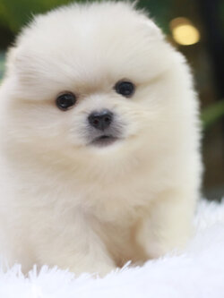 ปอมเมอเรเนียน เพศเมีย สีขาวครีมหน้าฟ็อก