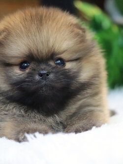 ปอมเมอเรเนียน เพศผู้สีส้มขนแน่น สายเลือดดี