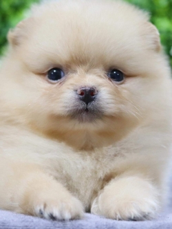 ปอมเมอเรเนียน เพศผู้