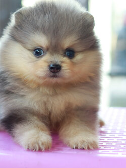 ปอมเมอเรเนียน เพศเมีย สีเมอร์เร่&แทน