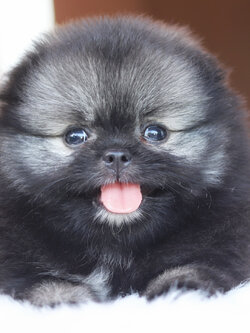 ปอมเมอเรเนียน เพศผู้ สีส้ม เซเบิ้ล