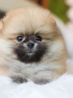 ปอมเมอเรเนียน เพศเมียสีส้ม