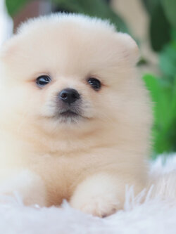 ปอมเมอเรเนียน เพศเมียขาวครีม