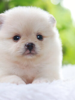 ปอมเมอเรเนียน เพศเมียขาวครีม