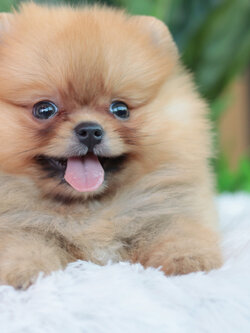 ปอมเมอเรเนียน เพศเมียสีส้ม