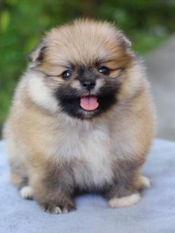 ปอมเมอเรเนียน เพศผู้