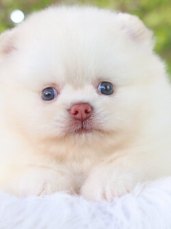 ปอมเมอเรเนียน เพศเมียสีขาวครีม เกรดโชว์