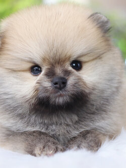 ปอมเมอเรเนียน เพศผู้สีส้ม