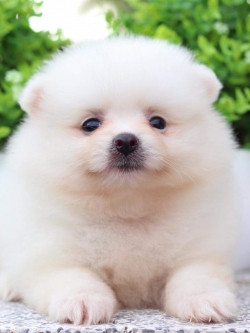 ปอมเมอเรเนียน เพศเมีย