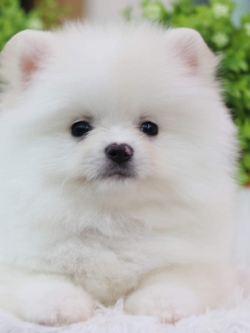 ปอมเมอเรเนียน เพศผู้