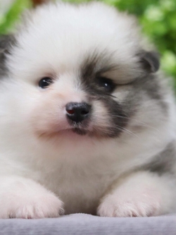 ปอมเมอเรเนียน เพศผู้