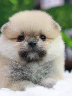 ปอมเมอเรเนียน เพศผู้ สีส้ม