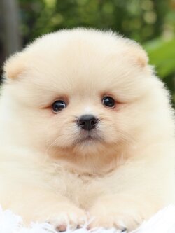 ปอมเมอเรเนียน เพศผู้ สีครีม