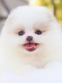 ปอมเมอเรเนียน เพศเมียสีขาวครีม