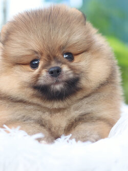 ปอมเมอเรเนียน เพศผู้สีส้ม