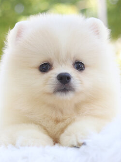 ปอมเมอเรเนียน เพศเมียสีขาวครีม